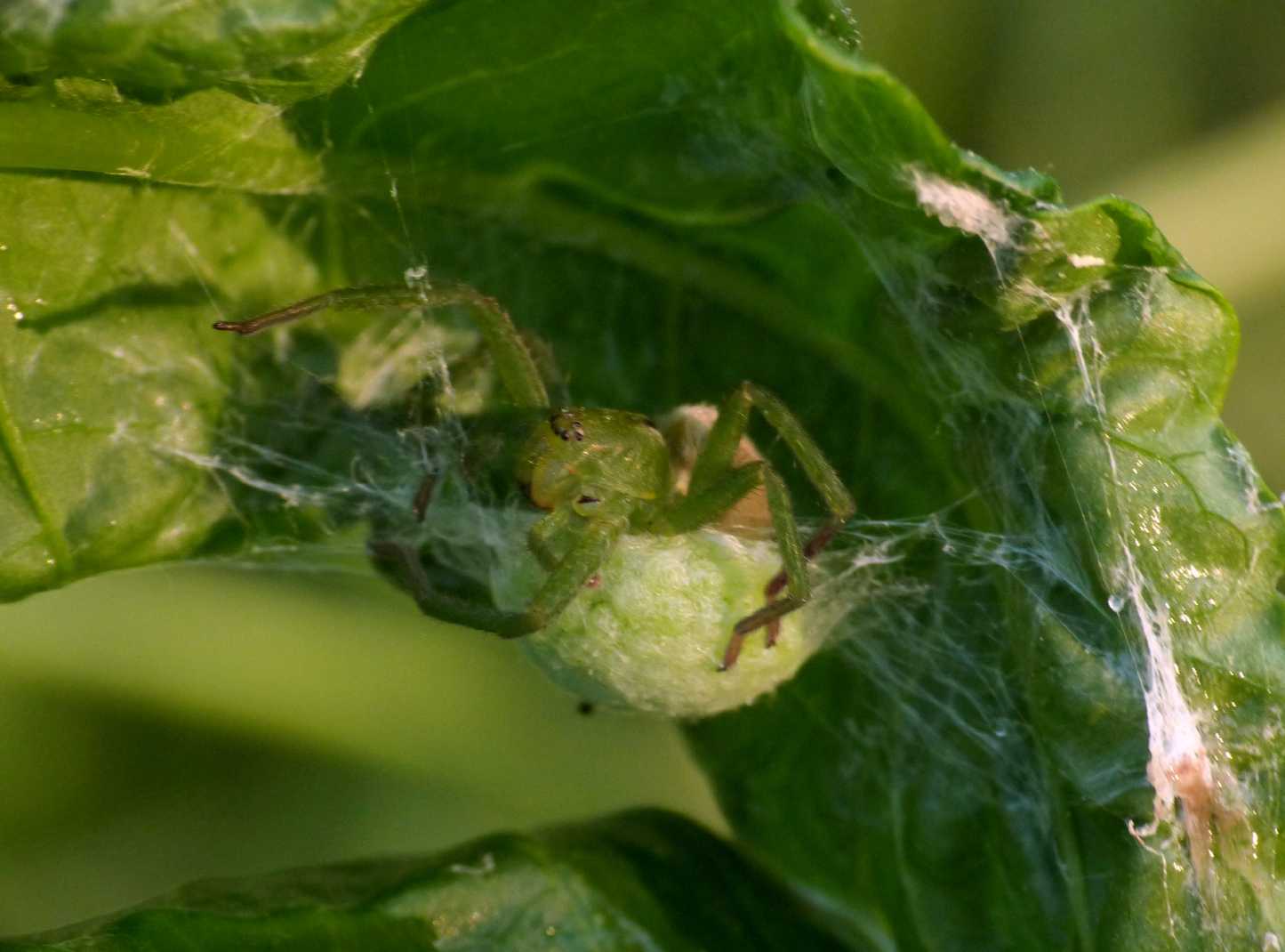 Micrommata ligurina con ovisacco
